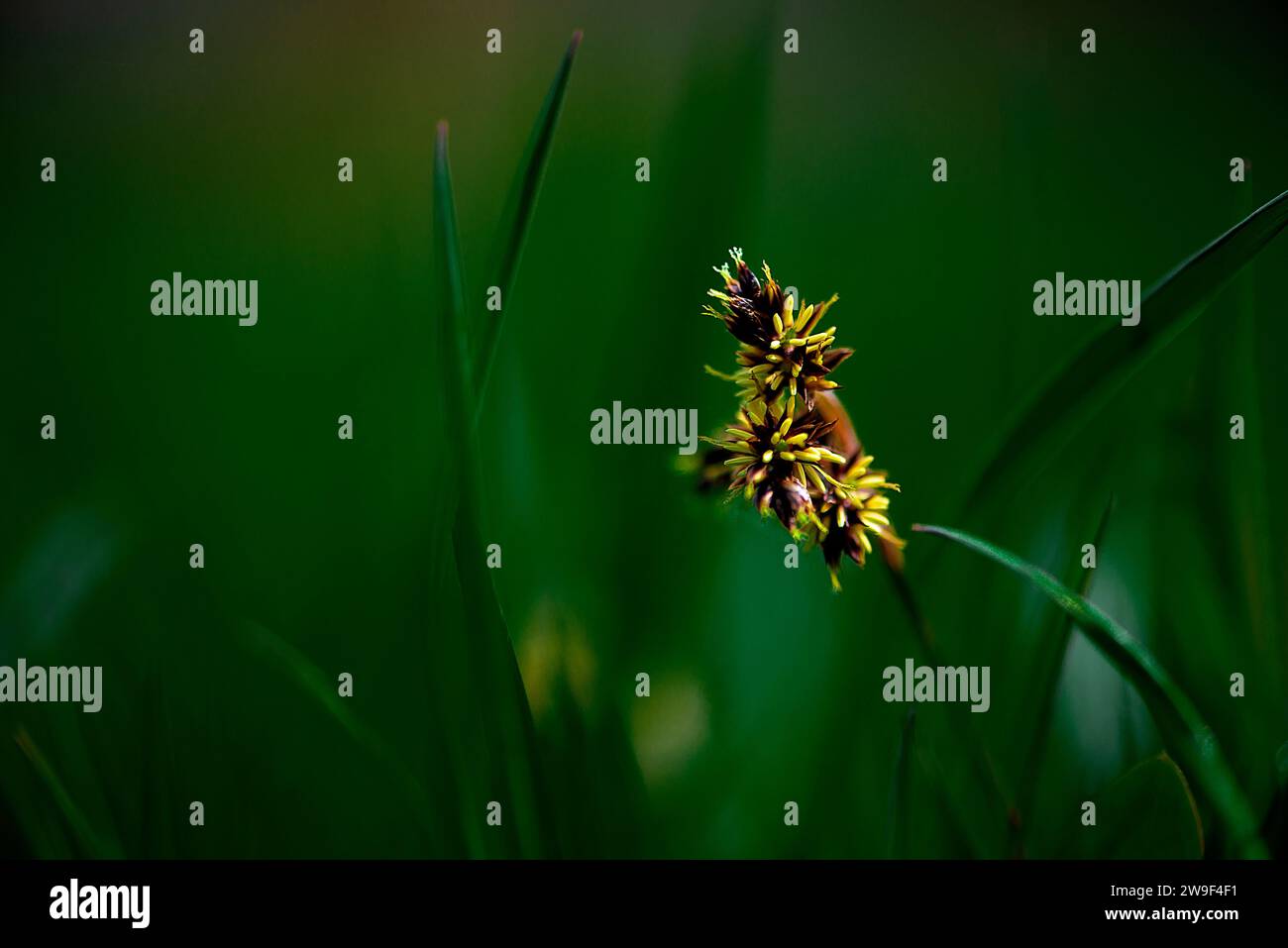 A vibrant yellow flower stands out in stark contrast to the lush green background, its petals reaching outwards in a beautiful display Stock Photo