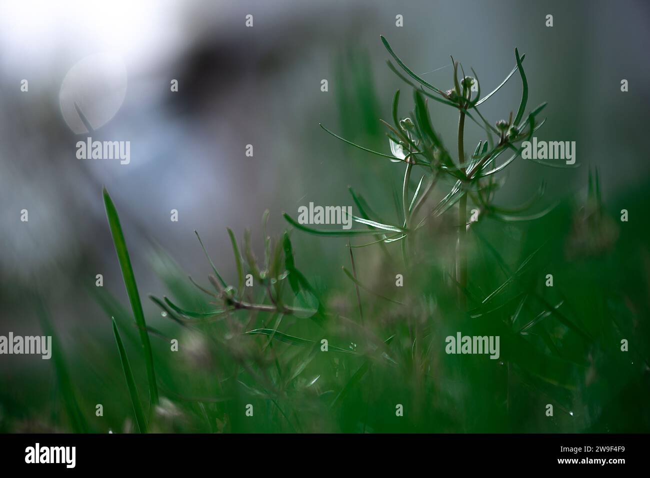 A wild plant in its natural habitat, growing in a lush green grassy field Stock Photo