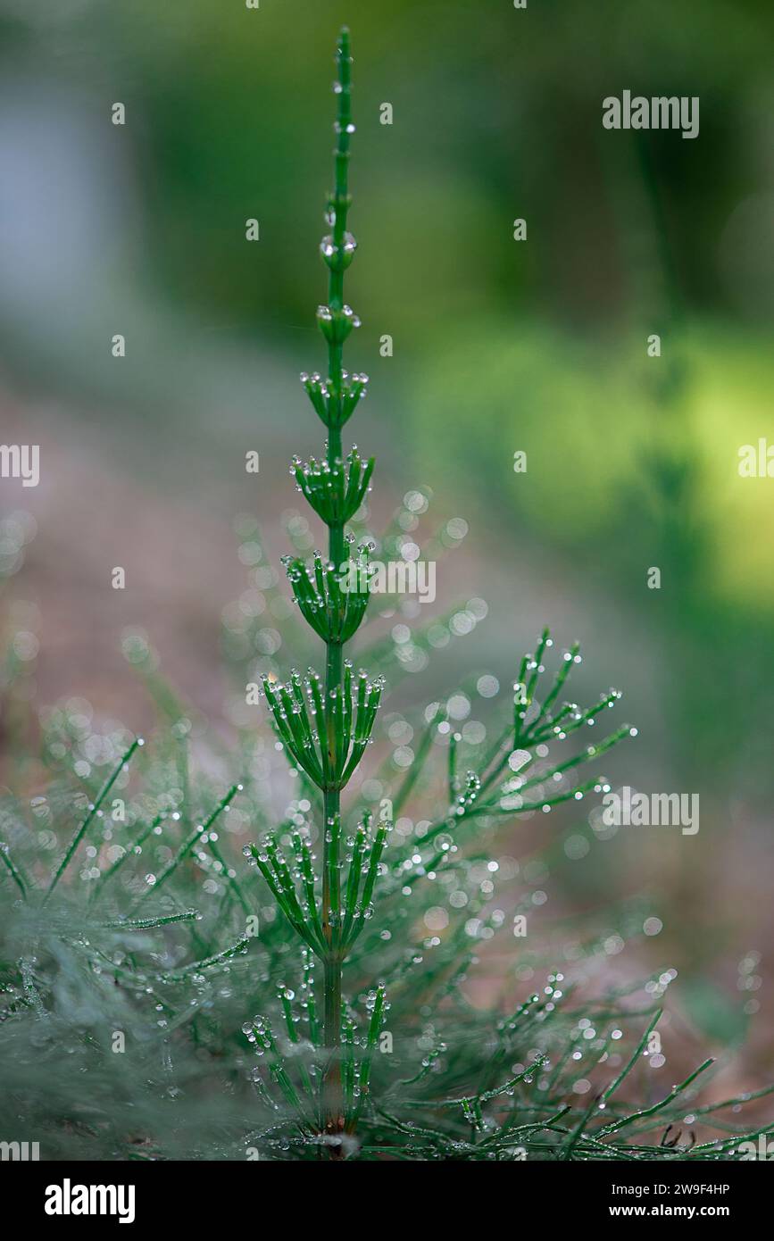 A vibrant green foliage plant with glistening water droplets resting on ...