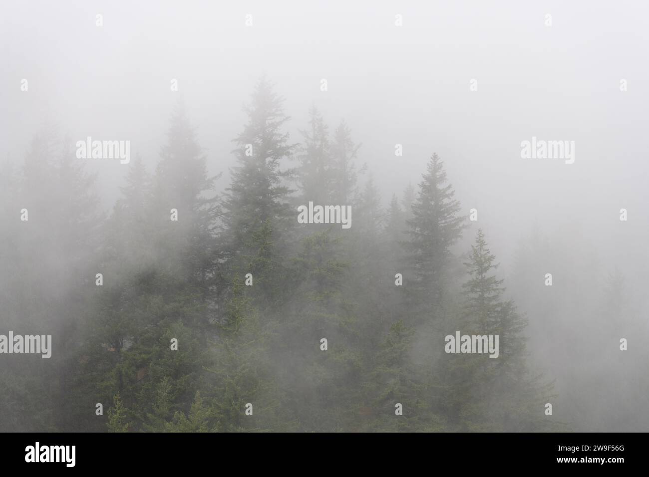 Fog rolling between green fir trees obscuring the view of nature Stock ...