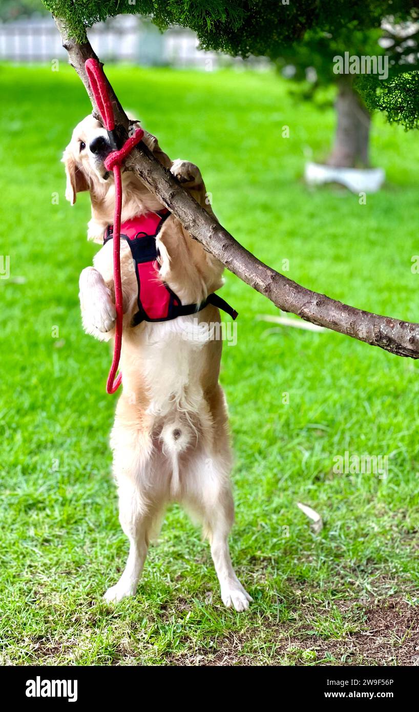 An adorable Labrador Retriever stands in a grassy park, leash in tow