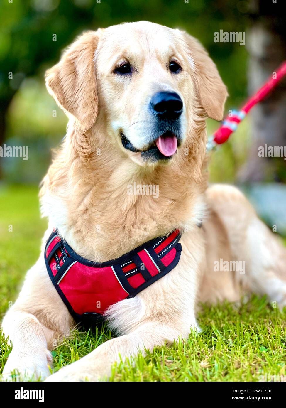 A cheerful golden retriever dog is lying in lush, green grass with its ...