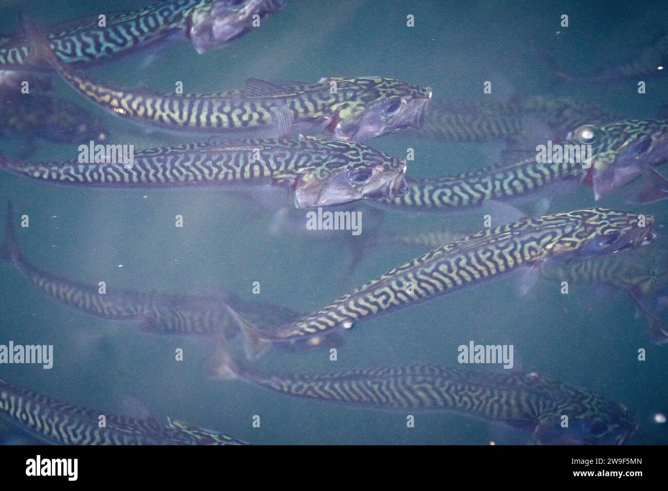 Juvenile swimming hi-res stock photography and images - Alamy