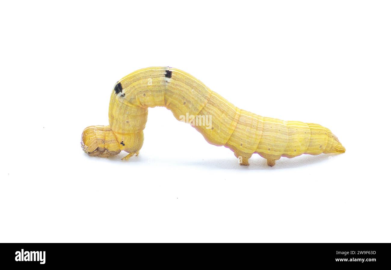 Brown inchworm or inch worm larva caterpillar. Mocis marcida, the withered mocis, is a species of moth of the family Erebidae. isolated on white backg Stock Photo