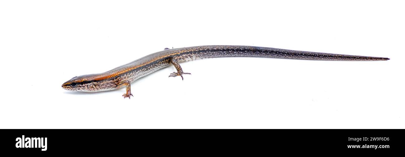 Little brown ground skink - Scincella lateralis, formerly Lygosoma laterale - a small lizard found throughout much of the eastern United States, Isola Stock Photo