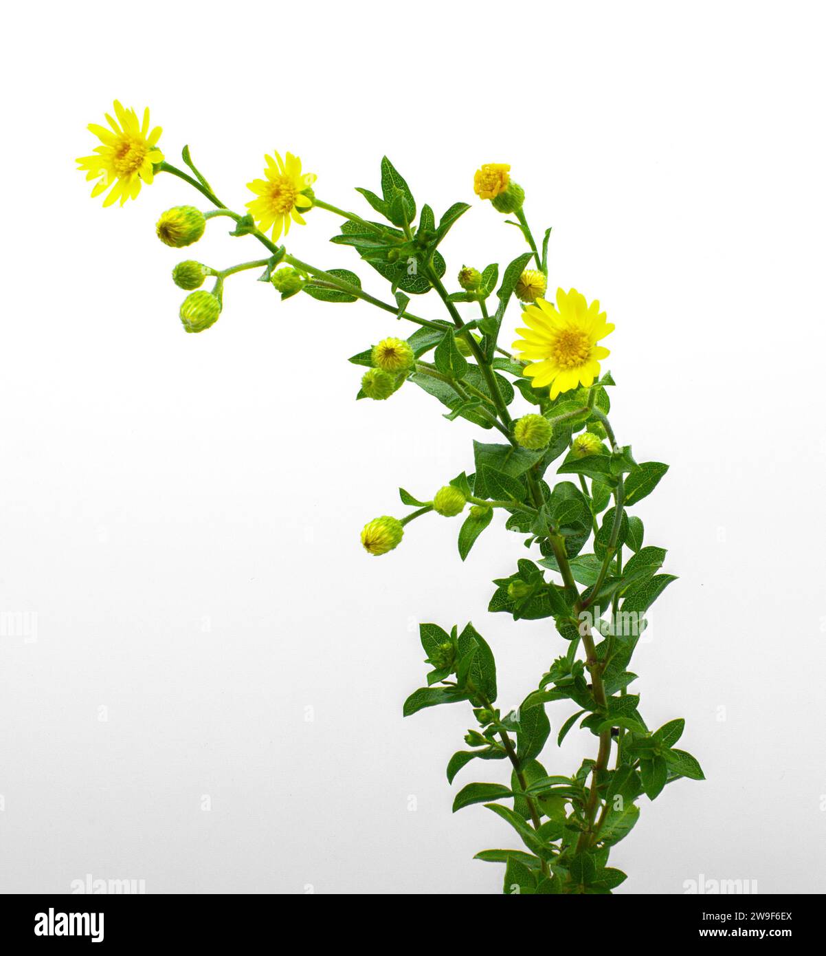 camphorweed or camphor weed - Heterotheca subaxillaris - a perennial, aromatic herb with green hairy bristly stems and small yellow aster flowers. Iso Stock Photo
