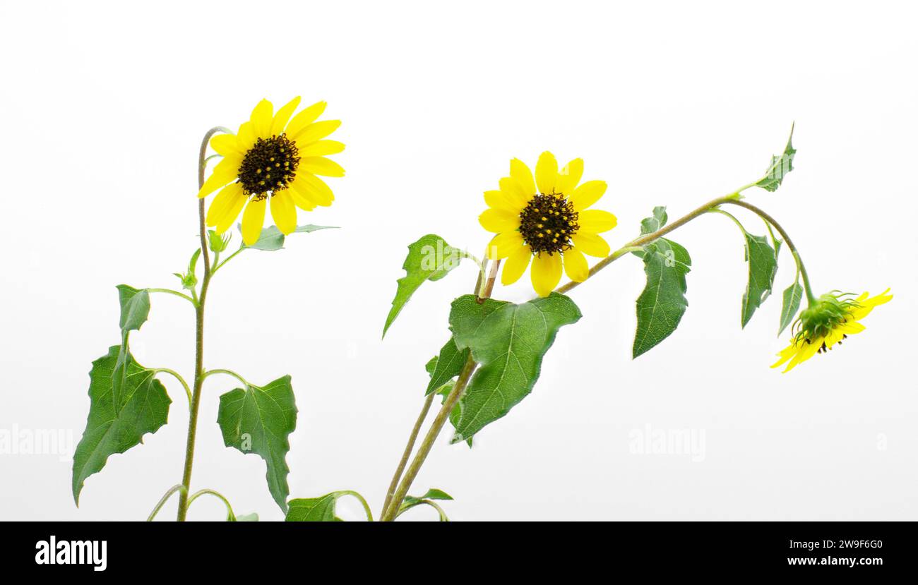 East Coast Beach Dune Sunflower - Helianthus debilis - great Ground cover in sandy, open environment landscape, common use on beaches to prevent erosi Stock Photo