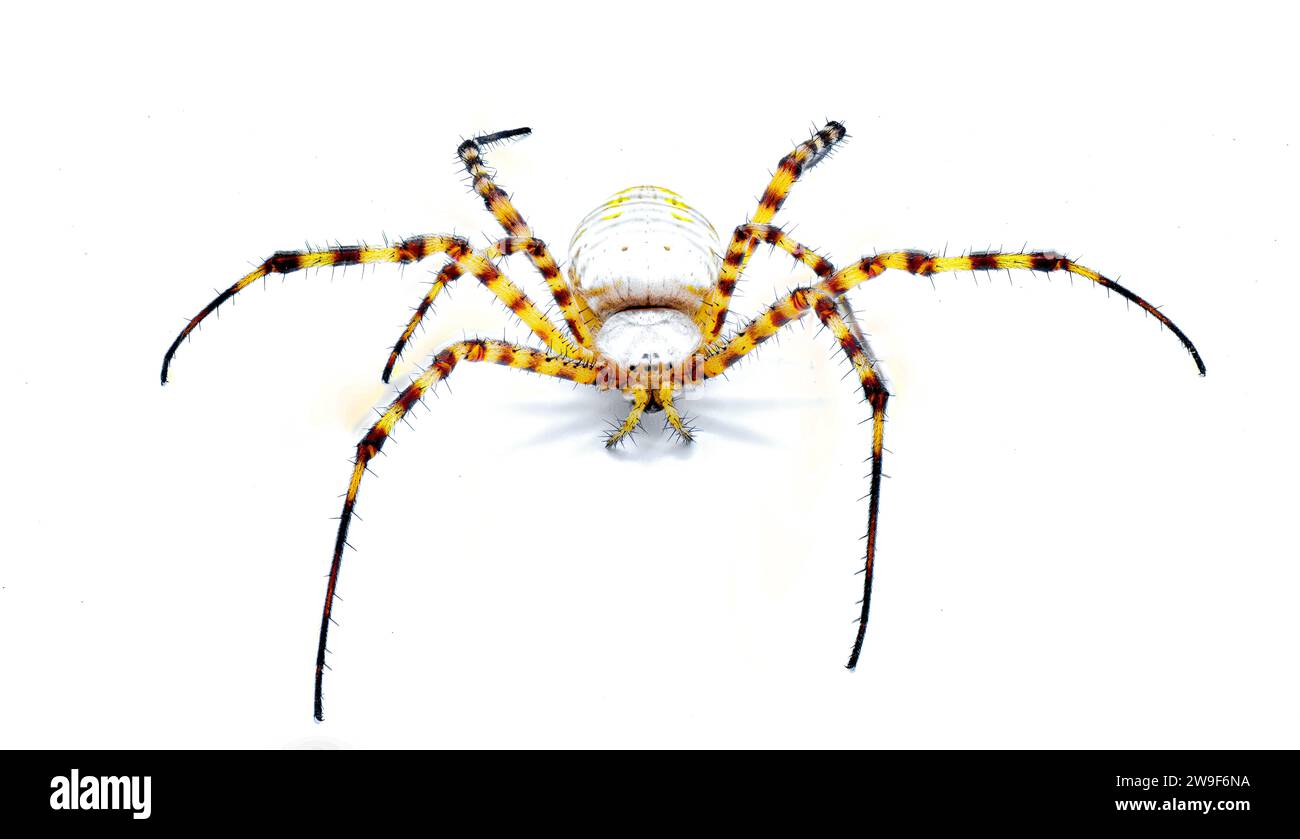 Wild banded garden orb weaving weaver spider - Argiope trifasciata - light color morph lacking black bands on abdomen. Yellow, orange, red coloring. I Stock Photo