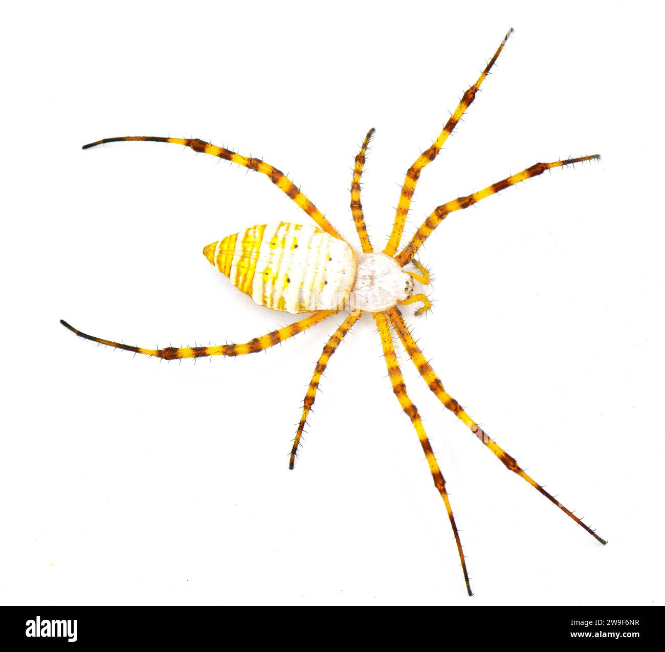 Wild banded garden orb weaving weaver spider - Argiope trifasciata - light color morph lacking black bands on abdomen. Yellow, orange, red coloring. I Stock Photo