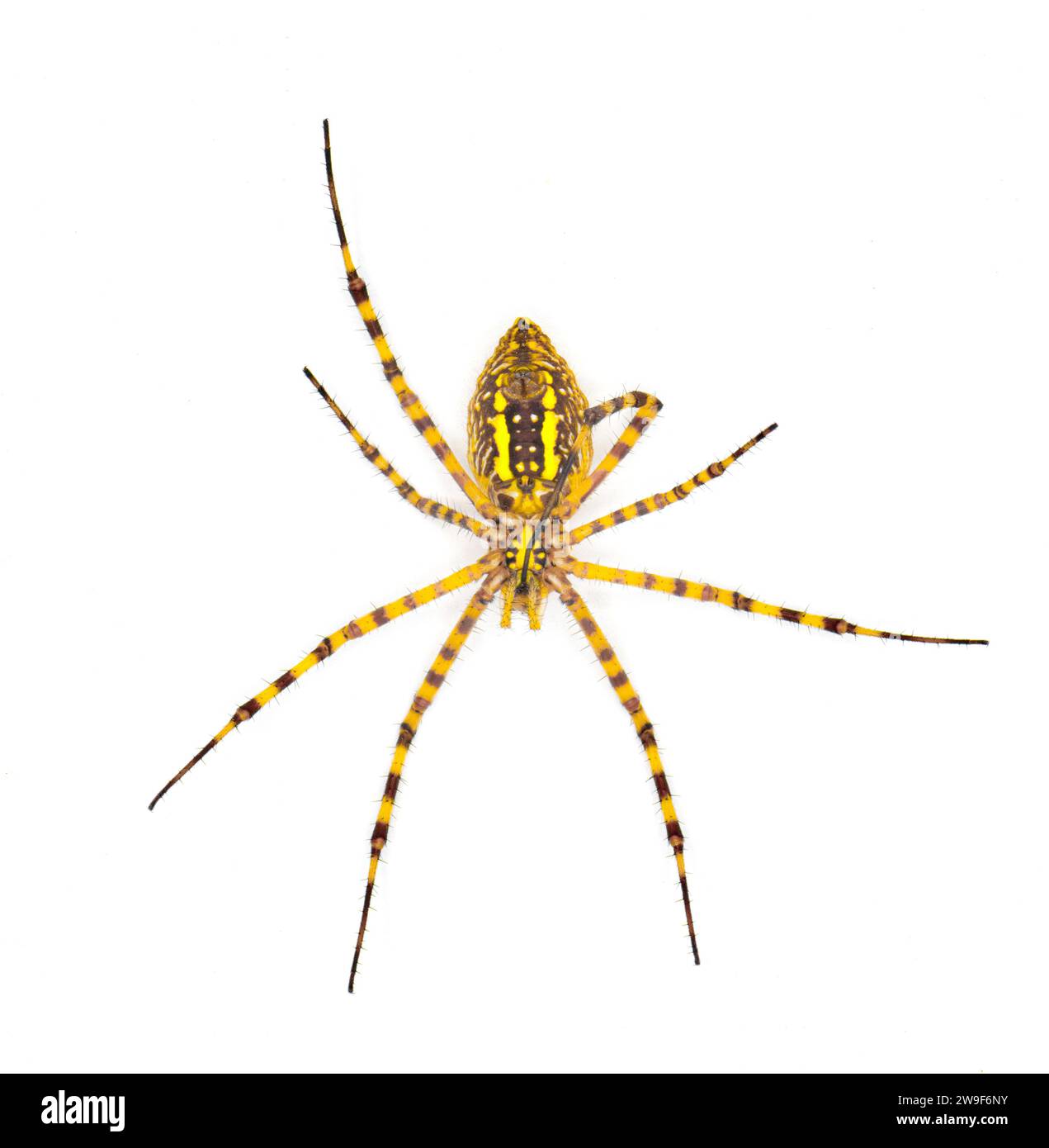 Wild banded garden orb weaving weaver spider - Argiope trifasciata - light color morph lacking black bands on abdomen. Yellow orange red coloring. Iso Stock Photo