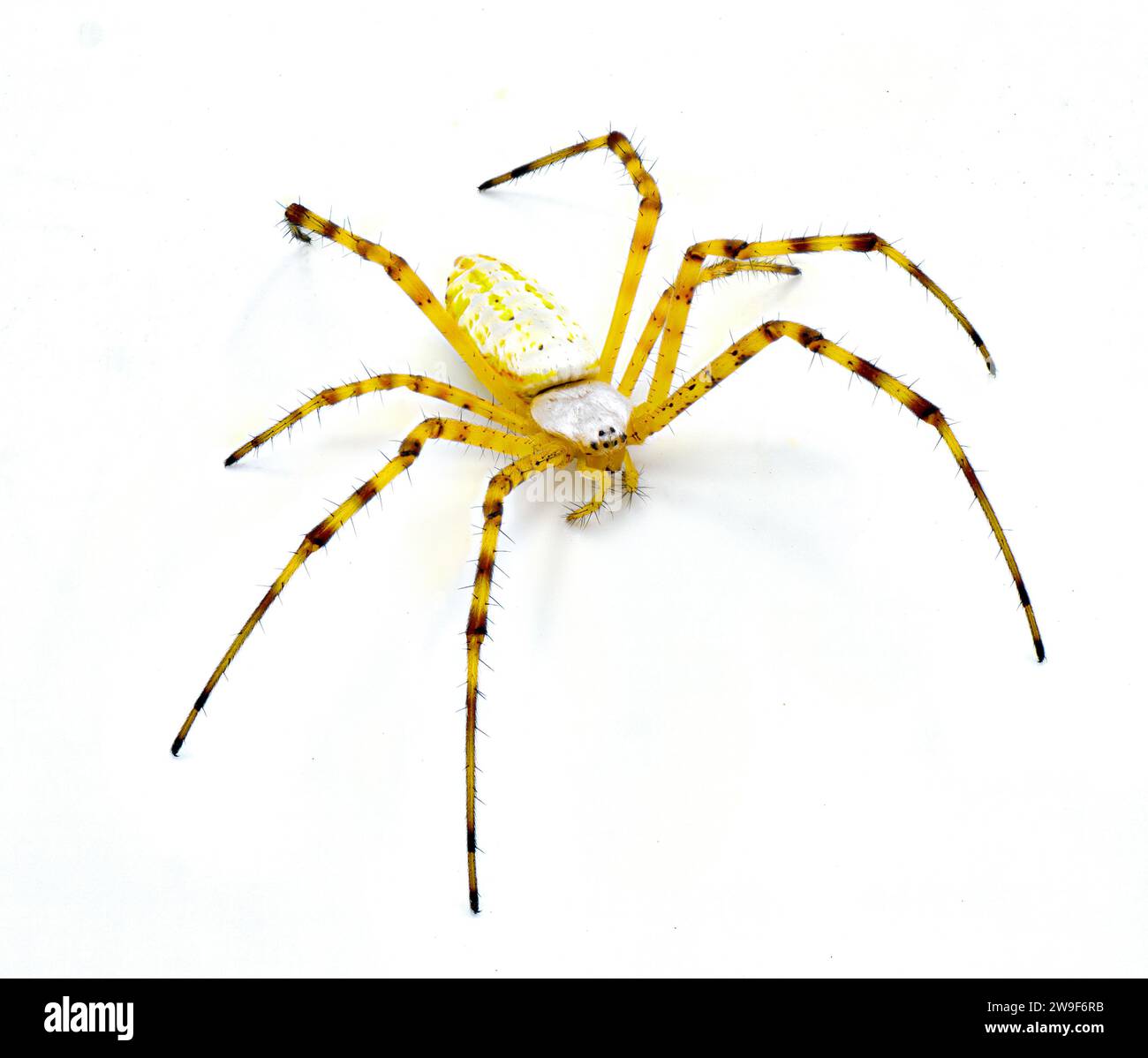 Wild banded garden orb weaving weaver spider - Argiope trifasciata - light color morph lacking black bands on abdomen. Yellow, orange, red coloring. I Stock Photo