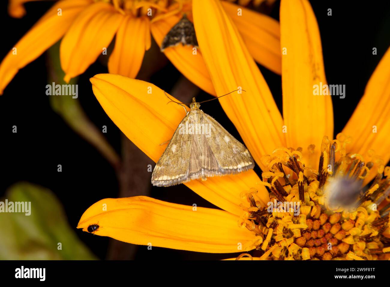 Loxostege sticticalis Family Crambidae Genus Loxostege Beet webworm moth wild nature insect wallpaper, picture, photography Stock Photo