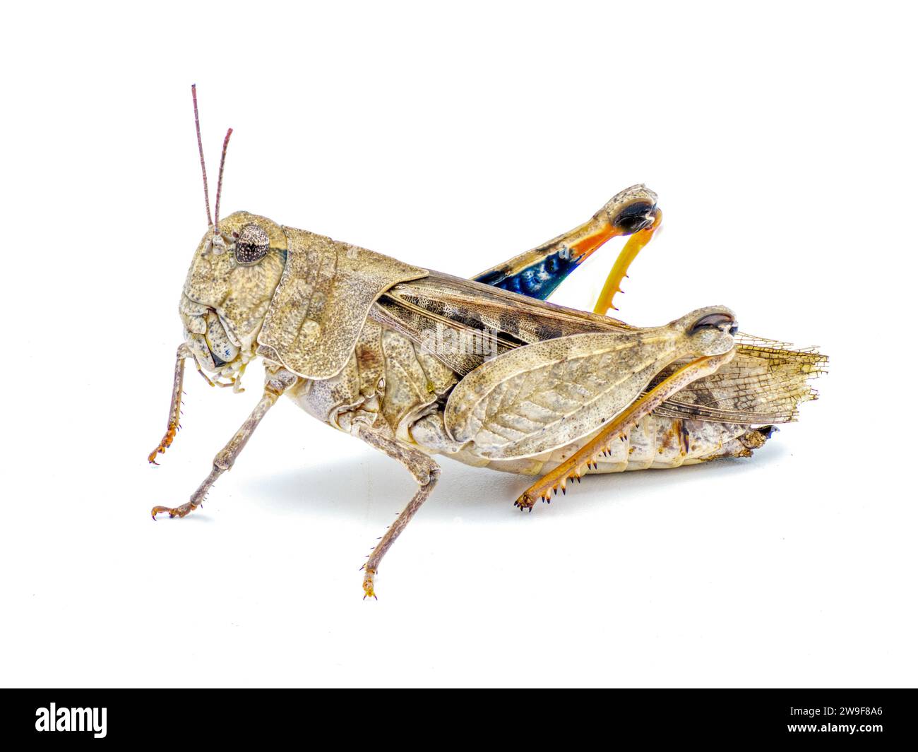 Orange winged Grasshopper - Pardalophora phoenicoptera - very large grey color insect with blue orange yellow black inside colors of back leg drumstic Stock Photo