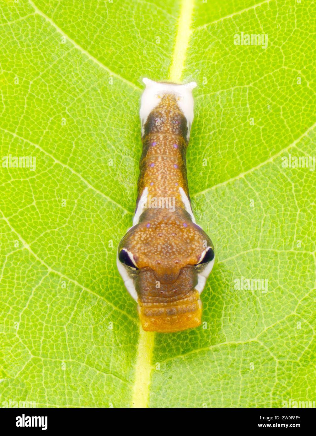 Palamedes Swallowtail butterfly - Papilio palamedes - 2nd or 3rd instar  on host plant leaf of Franklinia Gordonia lasianthus - Loblolly Bay tree. Iso Stock Photo