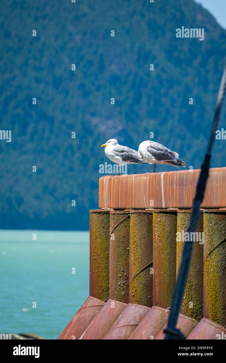 Seagulls rest on a rusty pier at Porteau Cove, with the serene backdrop of a mountainous fjord. Stock Photo