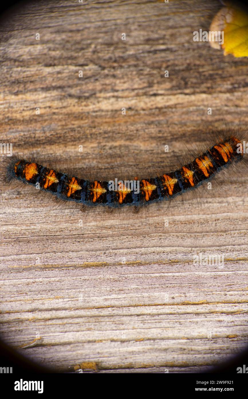 Lasiocampa quercus Family Lasiocampidae Genus Lasiocampa Oak Eggar moth caterpillar wild nature insect wallpaper, picture, photography Stock Photo