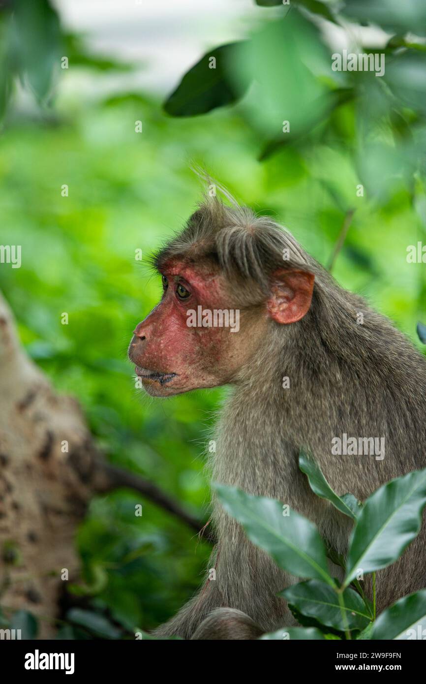 A Macaque Monkey Surveys His Verdant Realm Stock Photo