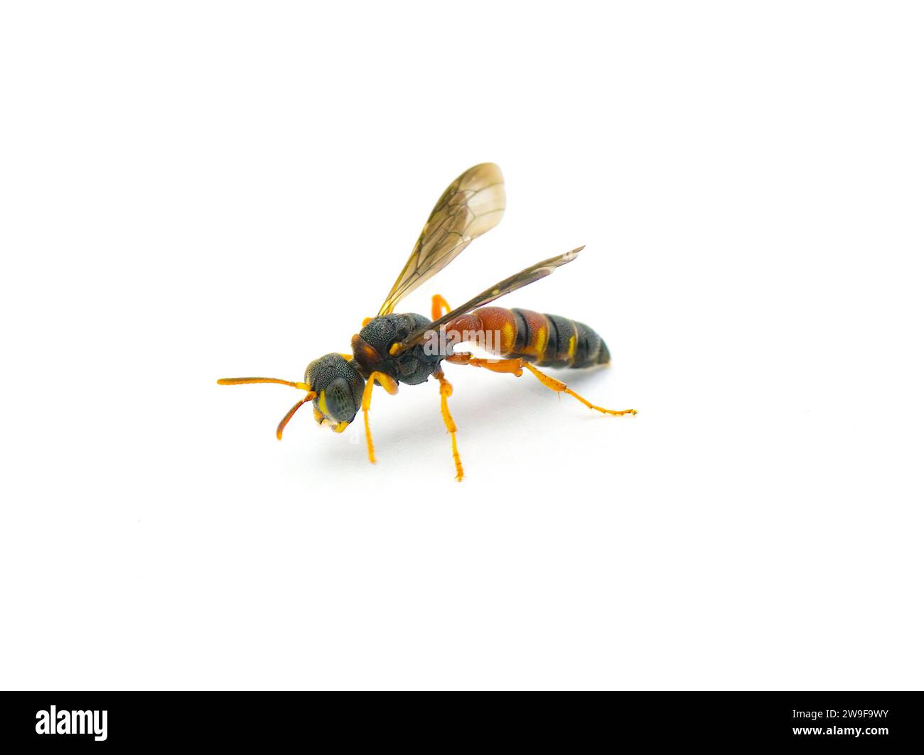Cerceris bicornuta is a species of wasp in the family Crabronidae. It is found in Central America and North America, isolated on white background side Stock Photo
