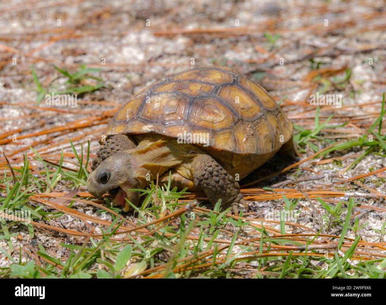 Baby Florida Gopher Tortoise - Gopherus polyphemus - eating plants and grass in native wild Sandhill habitat.  Front view with mouth open Stock Photo