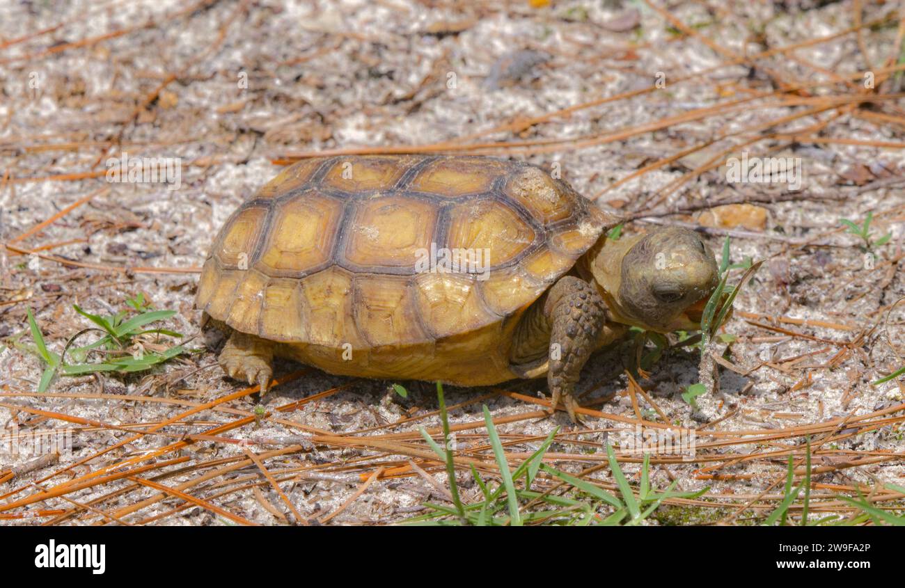 Baby Florida Gopher Tortoise - Gopherus polyphemus - eating plants and grass in native wild Sandhill habitat.  Side view with mouth open Stock Photo