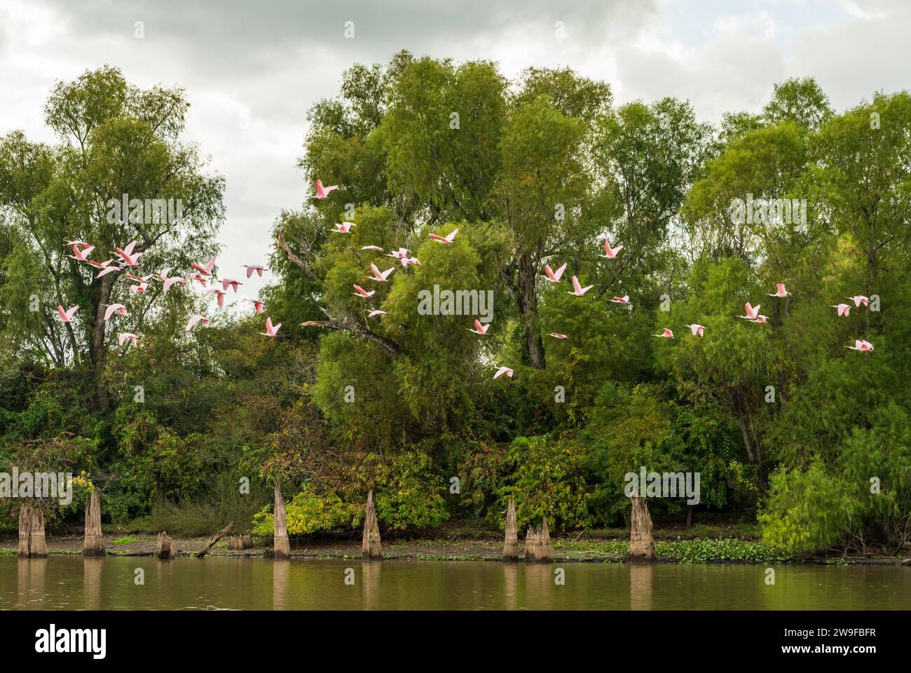 Large flock of Roseate spoonbill birds taking flight by the bald ...