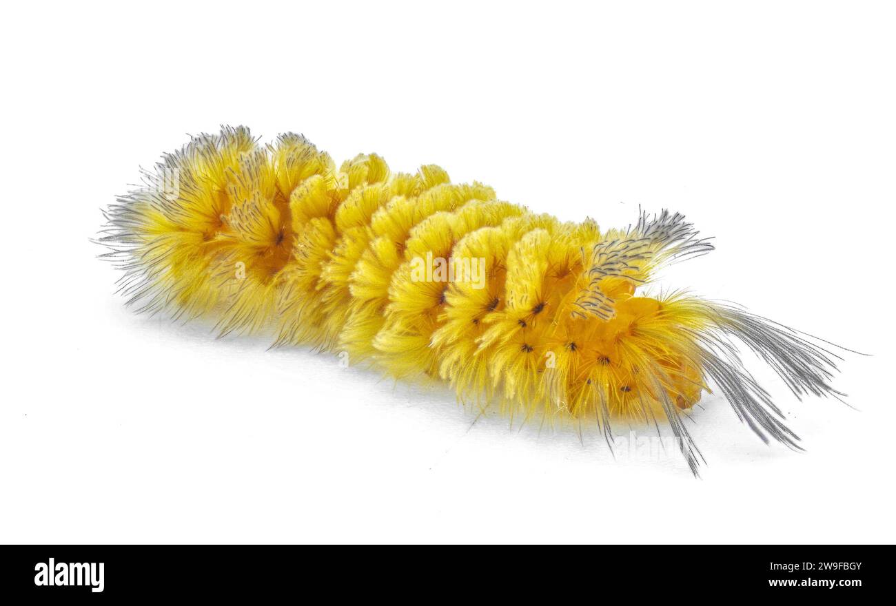 unexpected cycnia tiger Moth caterpillar Cycnia inopinatus United