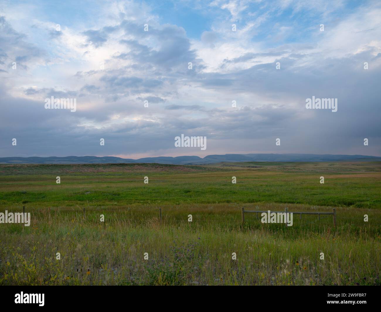 Green valley with wildflowers with the Castle Mountains in the