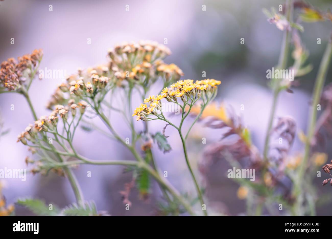 Nature cover - Wind-blown thousand-leaved  Yarrow,  Achillea millefolium ' Little Moonshine ' variety with copyspace. Stock Photo