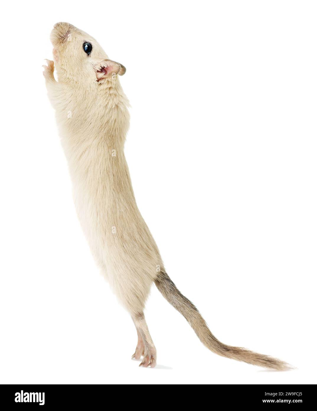 A playful beige gerbil pet standing on its hind legs, looking up isolated on white background Stock Photo