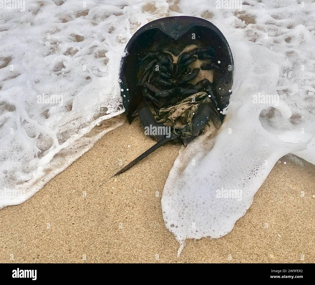 A horseshoe crab lies upsidedown in the surf in Ocean City, Maryland