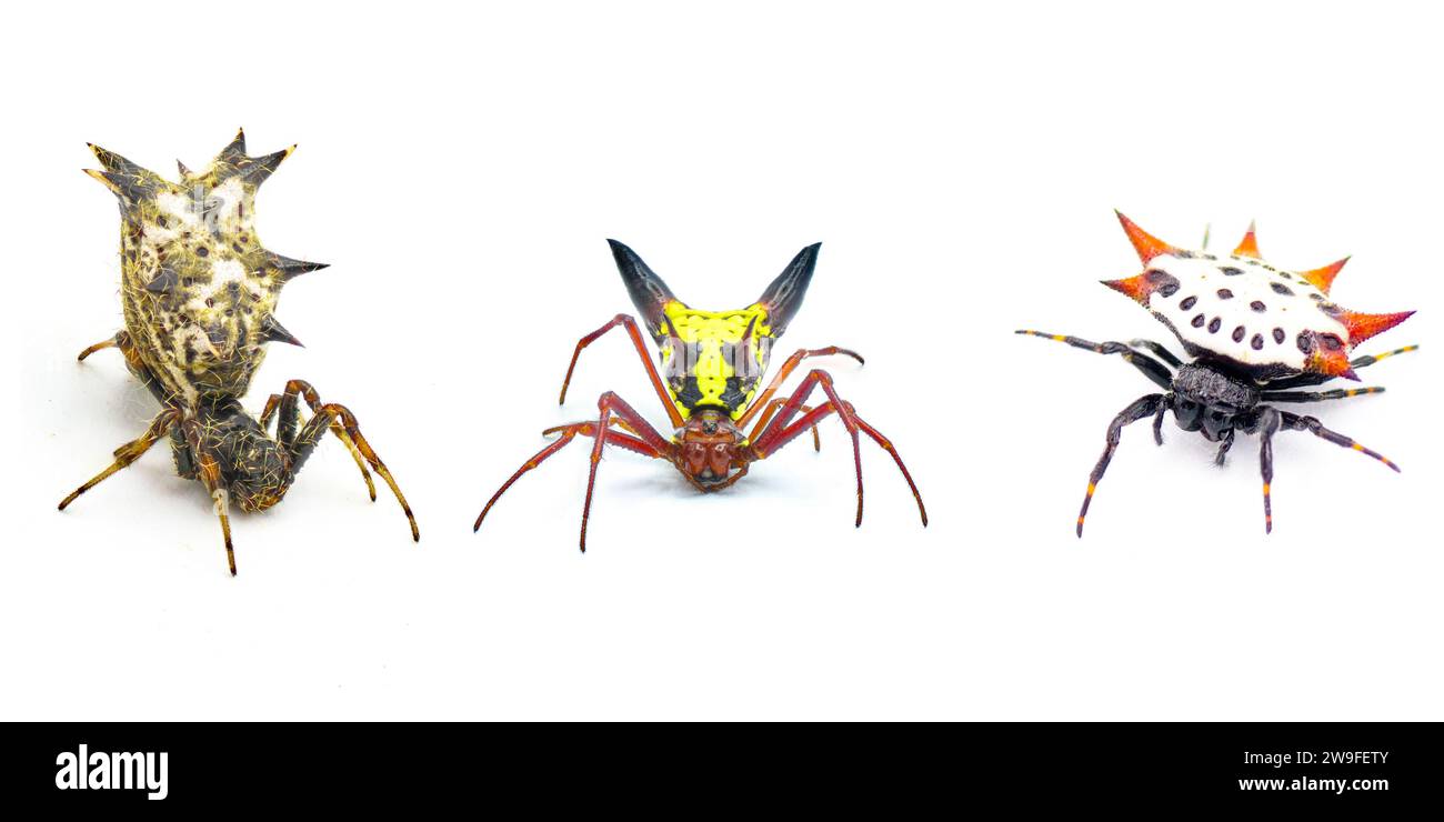 Three orb weaver spiders with sharp spikes or spines found in Florida. castleback orbweaver - Micrathena gracilis, arrow shaped - Micrathena sagittata Stock Photo