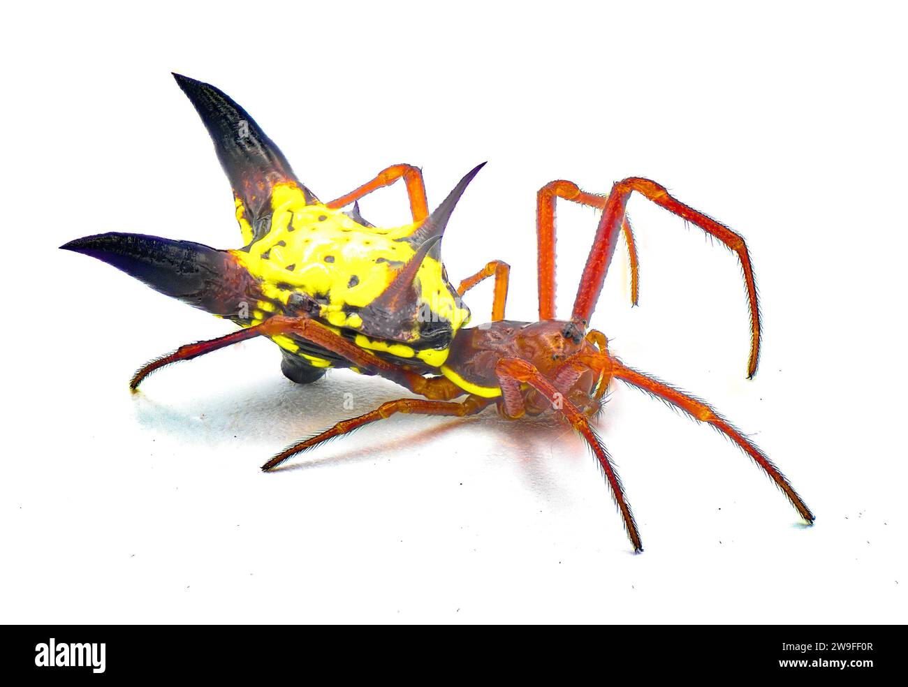 arrow shaped micrathena orbweaver or orb weaver spider - Micrathena sagittata - yellow, red and black patterning and two large sharp triangular tuberc Stock Photo