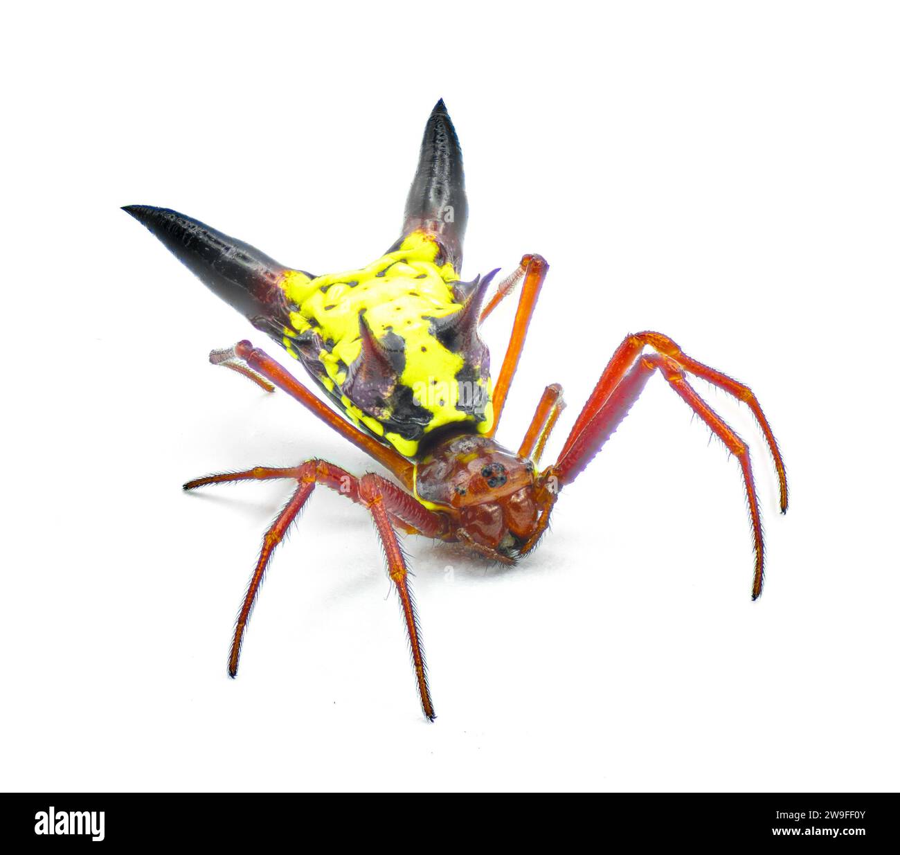 arrow shaped micrathena orbweaver or orb weaver spider - Micrathena sagittata - yellow, red and black patterning and two large sharp triangular tuberc Stock Photo