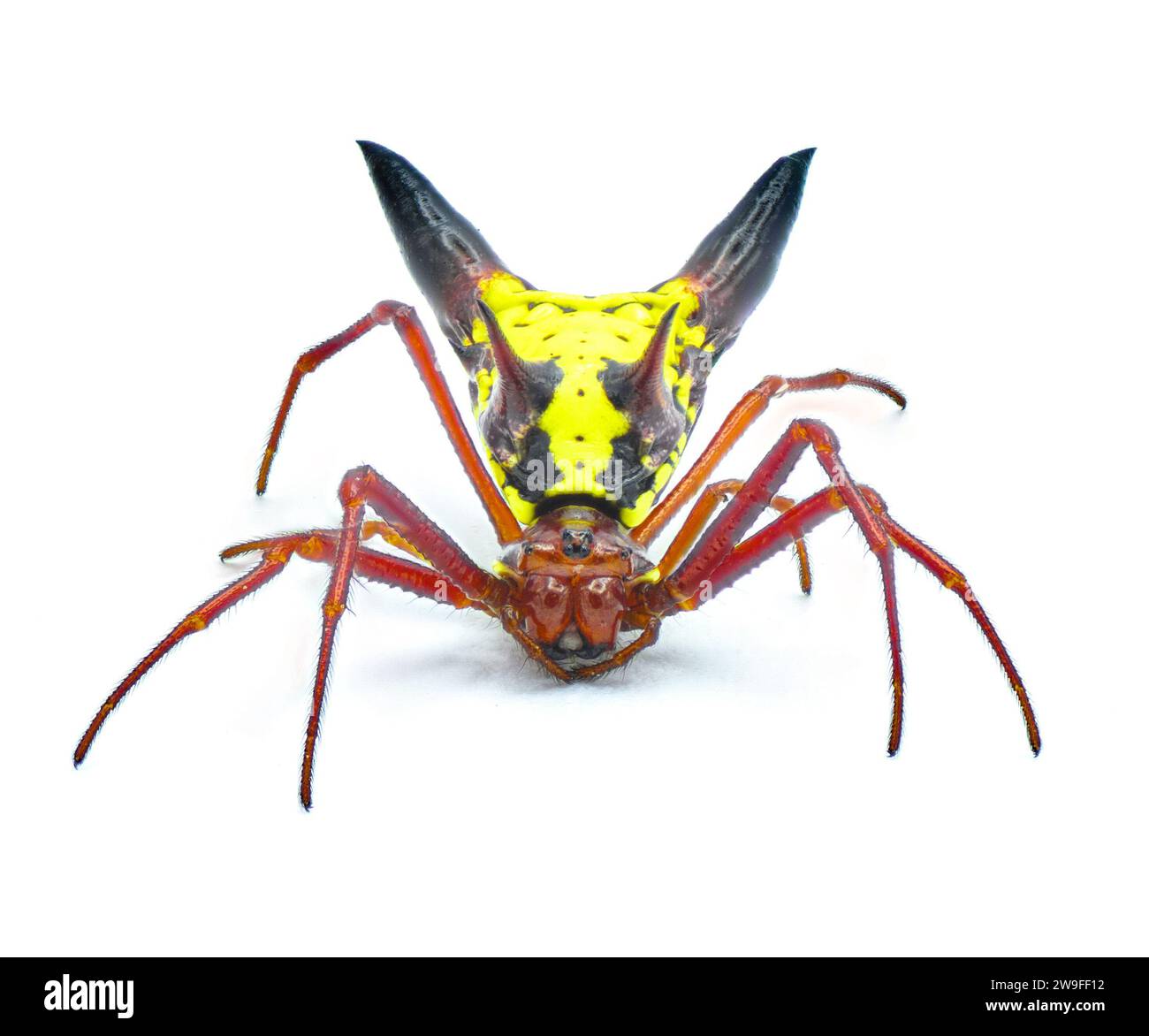 arrow shaped micrathena orbweaver or orb weaver spider - Micrathena sagittata - yellow, red and black patterning and two large sharp triangular tuberc Stock Photo