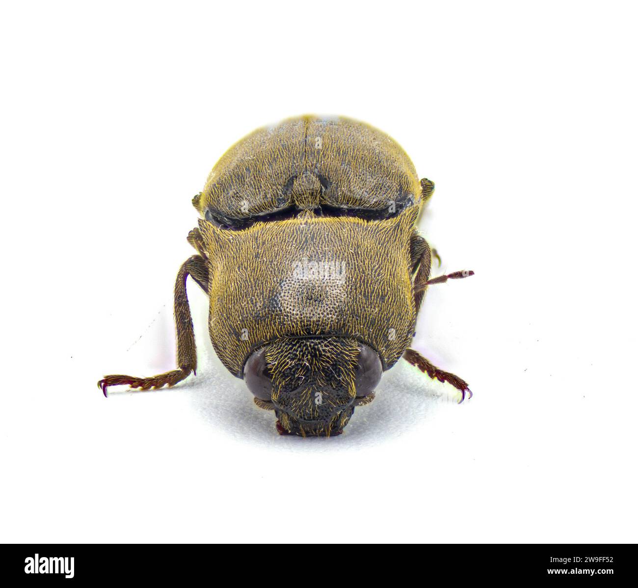 Brown Wireworm Orthostethus infuscatus is a species of click beetle