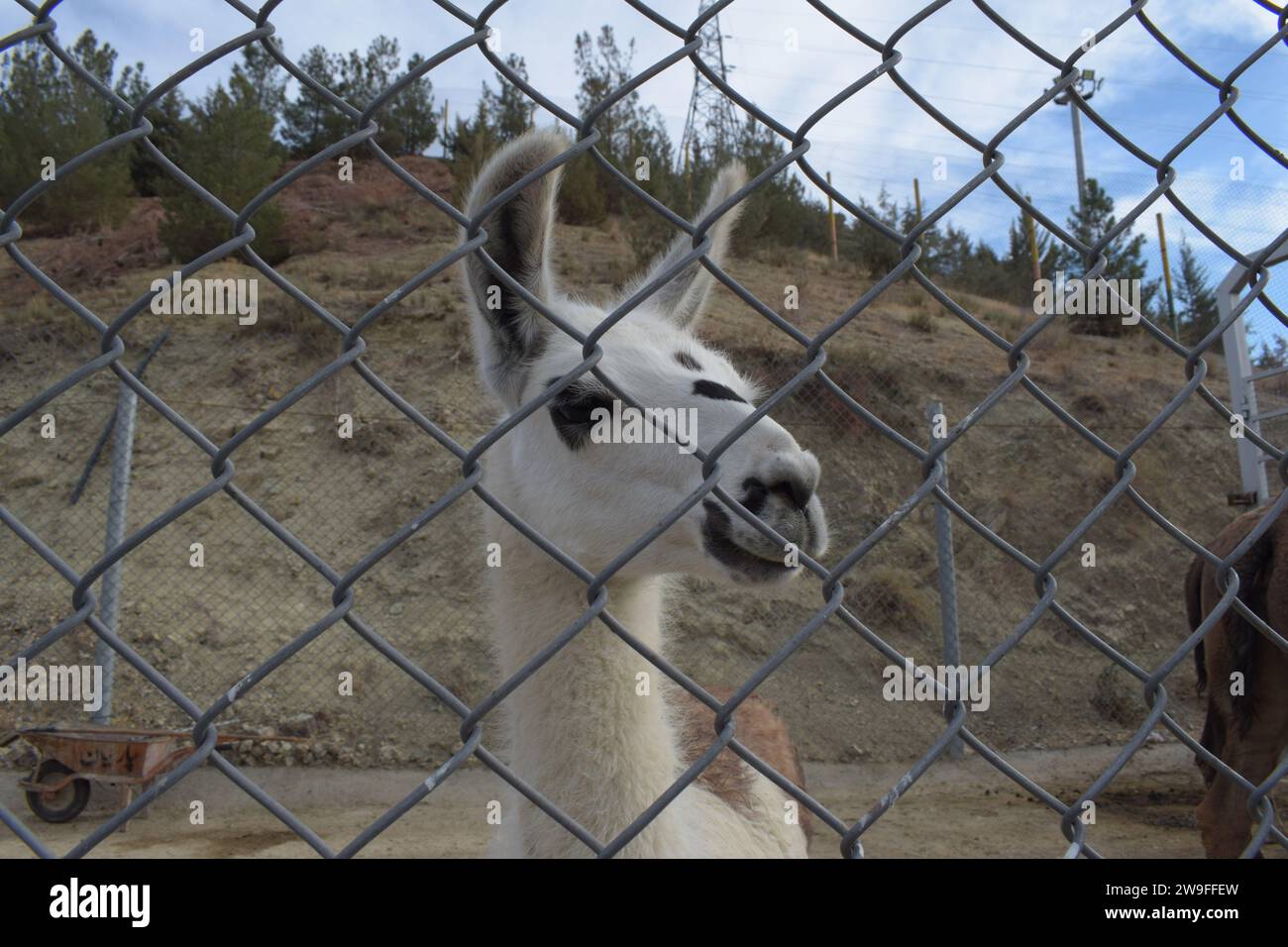 Llama behind the fence Stock Photo