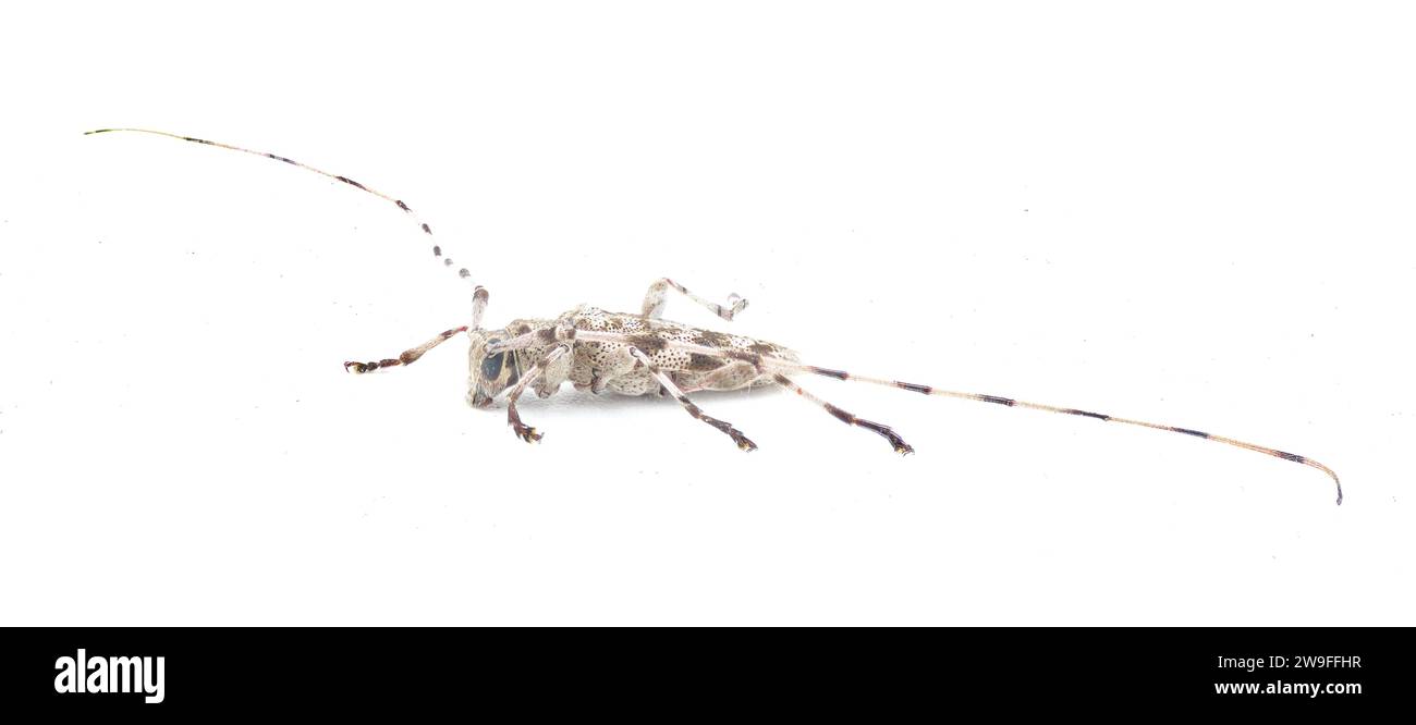 round head or Roundheaded Wood borer Acanthocinus obsoletus is a