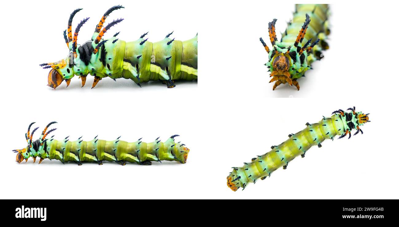 Hickory horned devil moth Cut Out Stock Images & Pictures Alamy