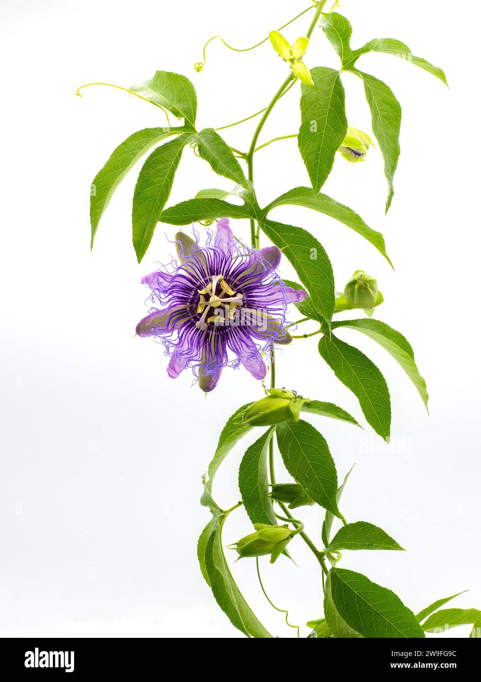 passionflower passiflora incarnata x cincinnata incense hybrid. Maypop or passion vine. Larger purple flowers and leaves with five lobes are traits of Stock Photo
