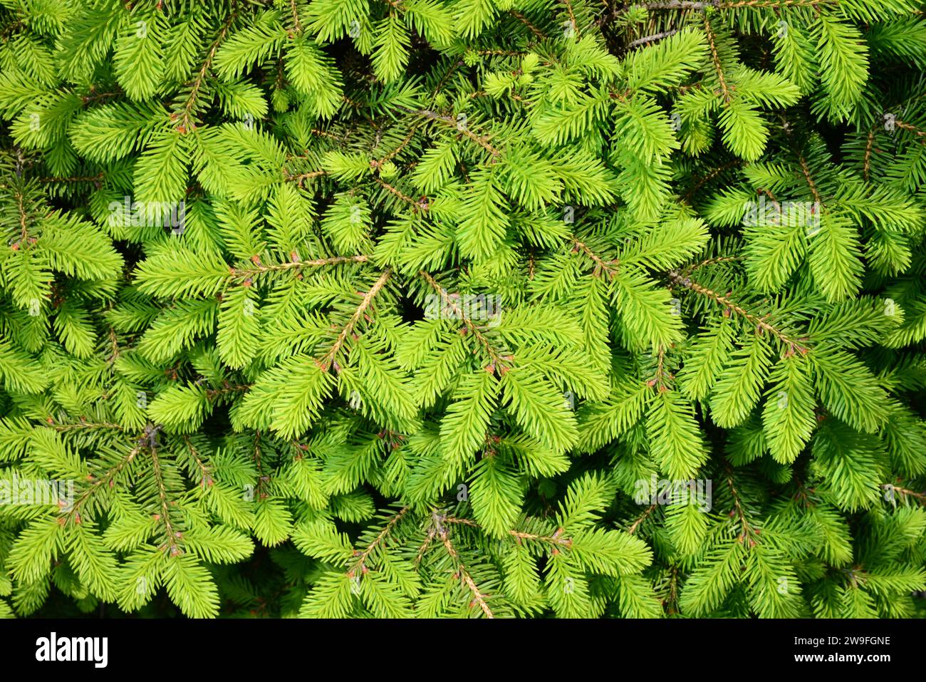 Norway spruce - Picea abies or European spruce with young shoots Stock Photo