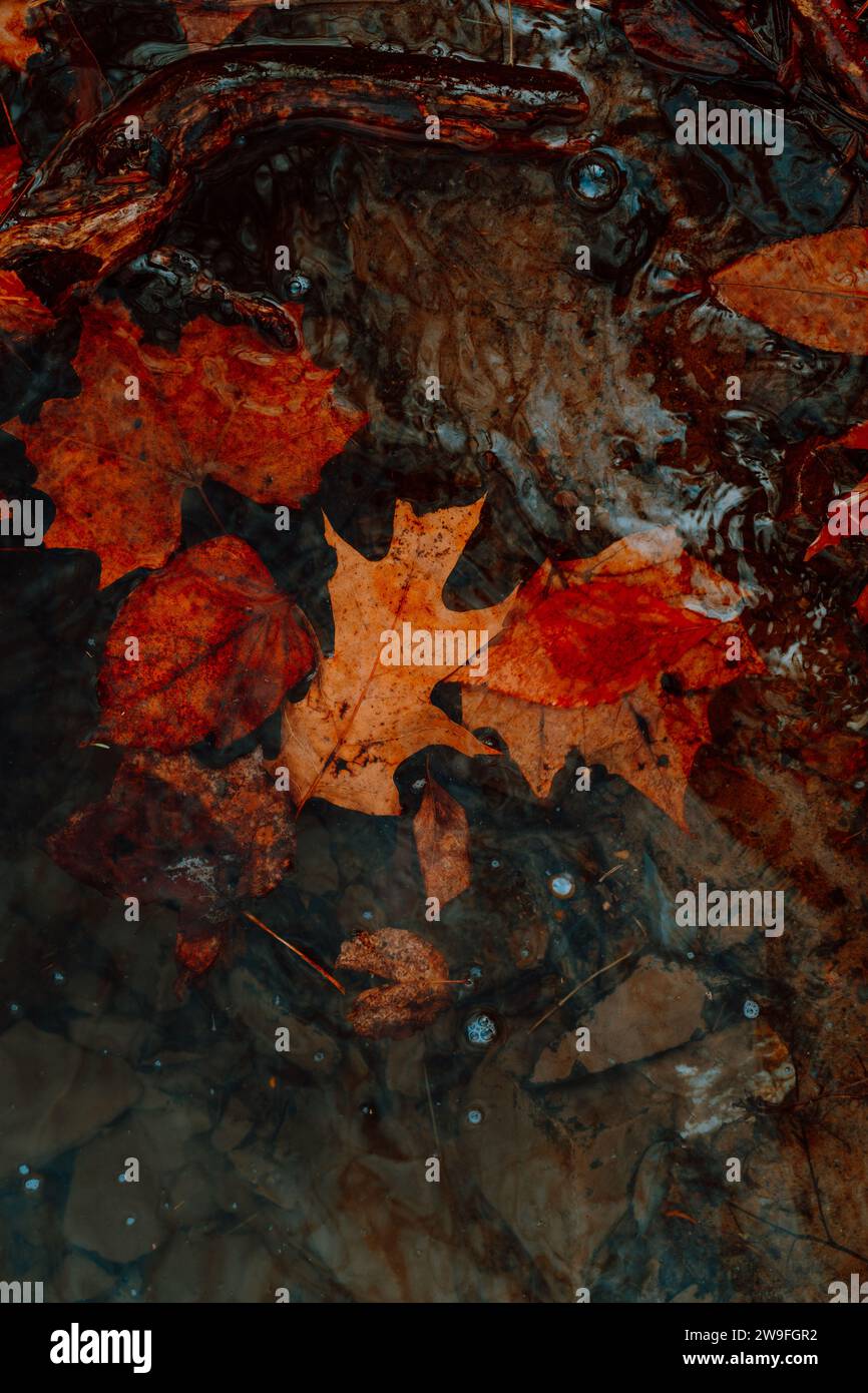 Colorful river leaves hi-res stock photography and images - Alamy