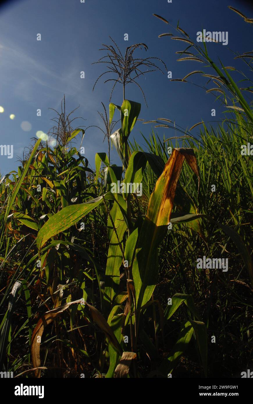 Corn plantation, Minas Gerais State, Brazil. Stock Photo