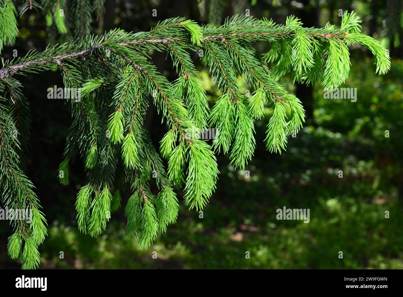 A branch of European spruce or Picea abies with young shoots. Cultivar Virgata or Snake branch spruce Stock Photo