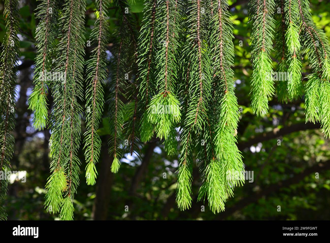 A branch of European spruce or Picea abies with young shoots. Cultivar Virgata or Snake branch spruce Stock Photo