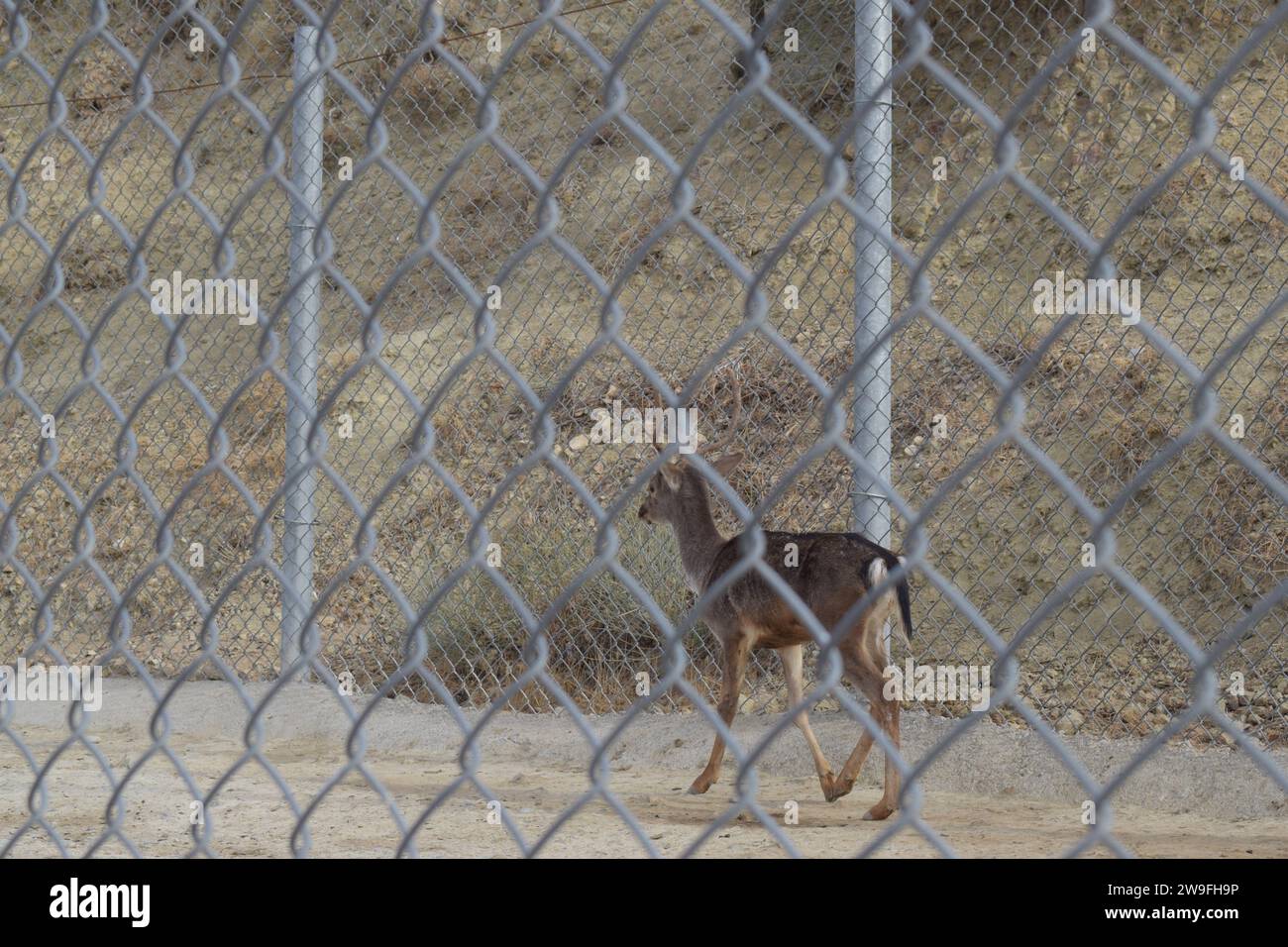 Cuidado de animales hi-res stock photography and images - Alamy
