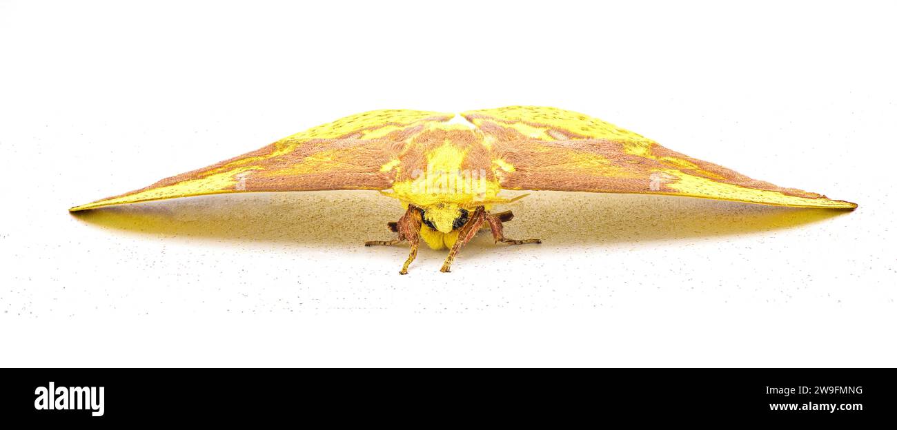 Imperial moth - Eacles imperialis - a very large yellow red orange brown purple colored giant silk moth with high variation in colors.  Isolated on wh Stock Photo
