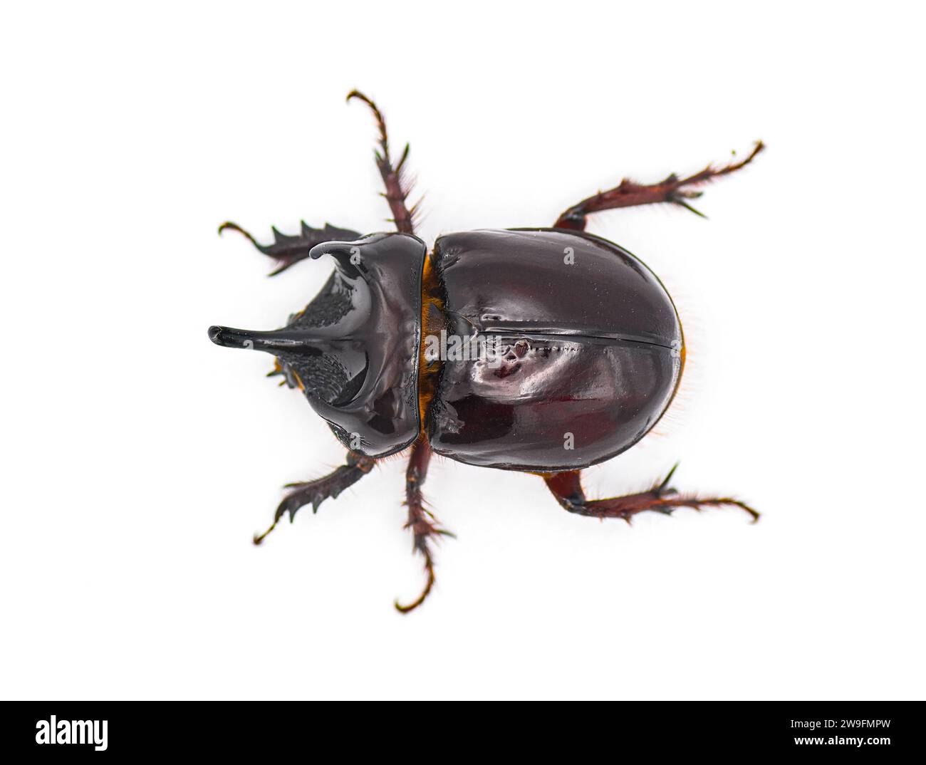 large male adult Ox Beetle or elephant beetle - Strategus aloeus showing three horns. Isolated on white background top dorsal view Stock Photo