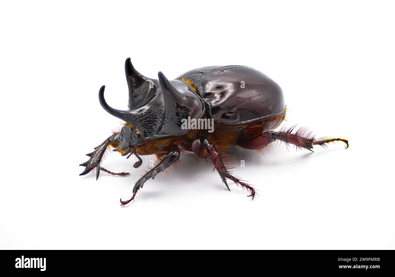 large male adult Ox Beetle or elephant beetle - Strategus aloeus showing three horns. Isolated on white background side front profile view Stock Photo