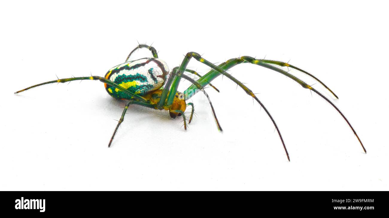 Leucauge argyrobapta or Leucauge mabela - Mabel orchard orb weaver - is a species of long jawed orbweaver in the spider family Tetragnathidae isolated Stock Photo