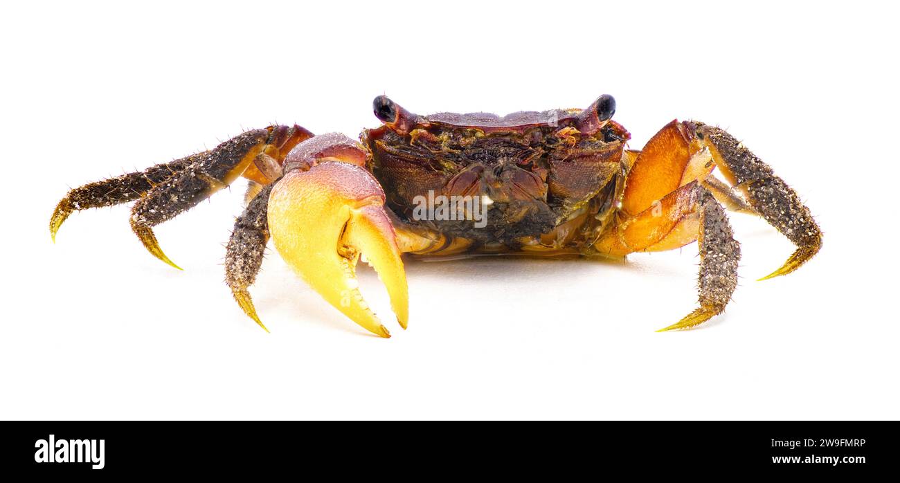 purple marsh crab - Sesarma reticulatum - is a crab species native to the salt and brackish water marshes of the eastern United States isolated on whi Stock Photo